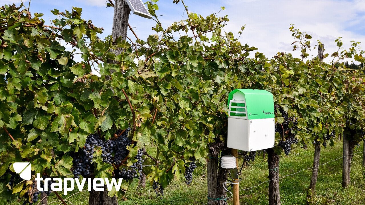 Trapview Automatic Trap Delta Slit SCM – Red Grapes – AI based solution for pest monitoring and forecasting