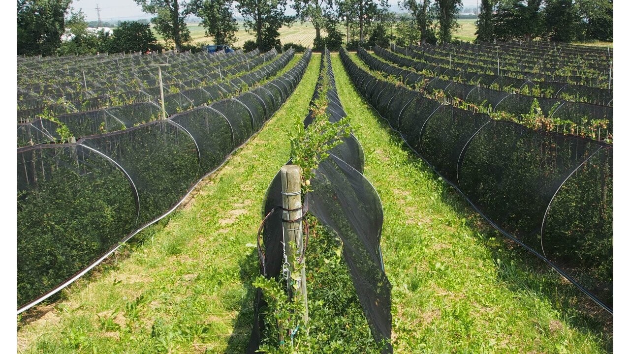 Shadow Net for Berries