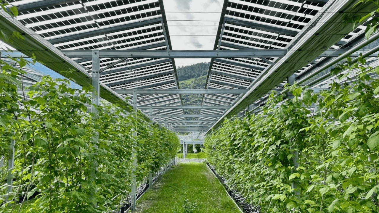 Agrivoltaic installation, Conthey, Switzerland