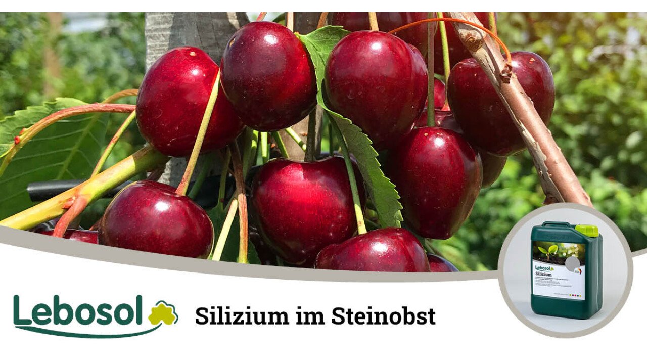 Mehr Fruchtfestigkeit bei Steinobst dank Lebosol®-Silizium