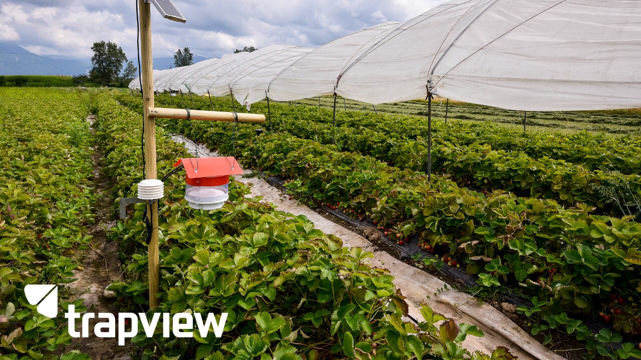 Trapview Automatische Fliegenfalle in Erdbeeren – KI-basierte Lösung für die Überwachung von Beereninsekten