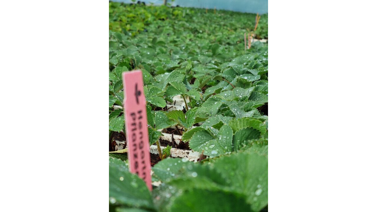 Strawberry young plant production