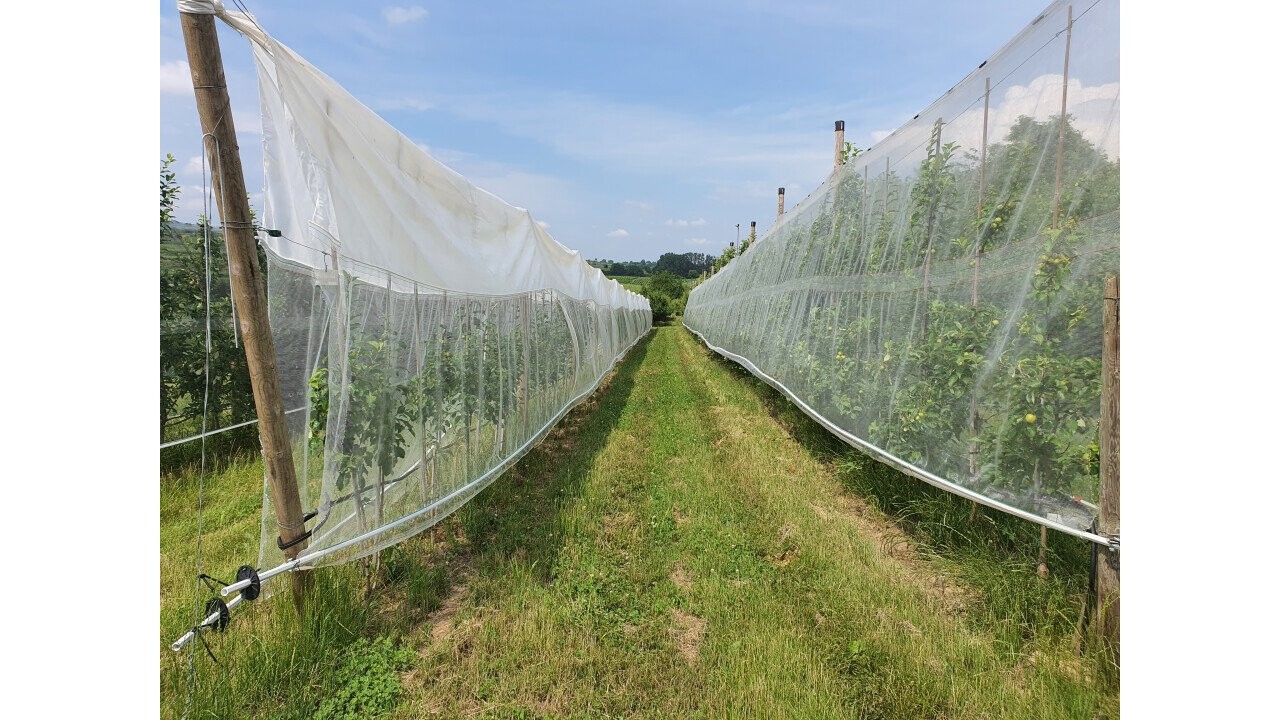 Left side Rain protection on top + Net Anti Codling moth