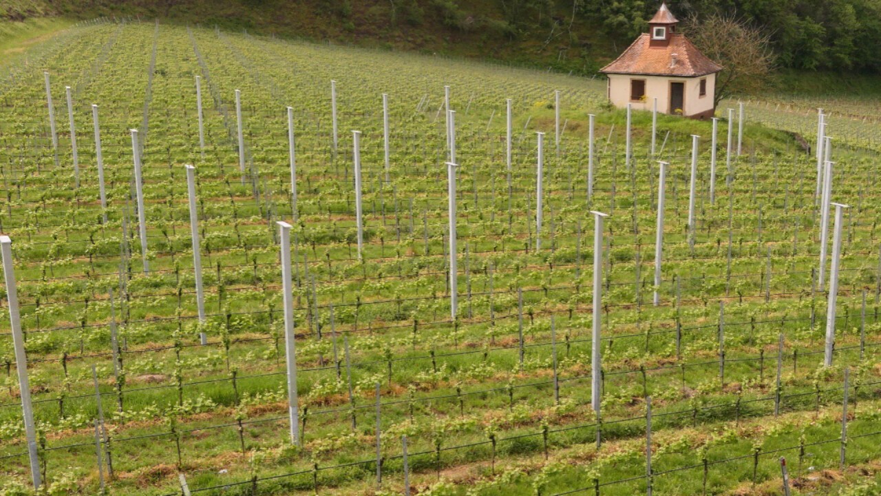 Weinberg mit den bereits montieren Pfosten und Auflegeplatten der Querträger.