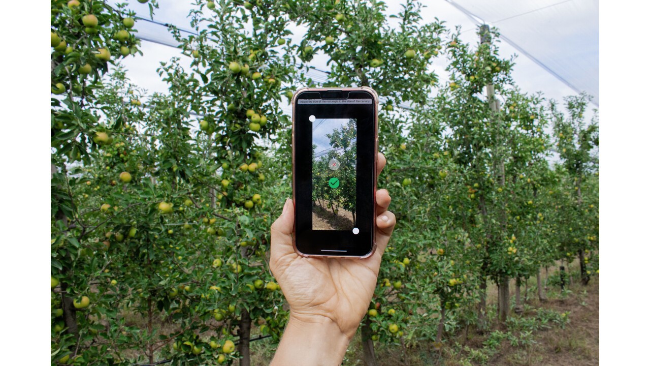 So einfach geht's: Nur mit Hilfe des Smartphones die Apfelmenge am Baum vor und nach der Handausdünnung bestimmen undkontrollieren.