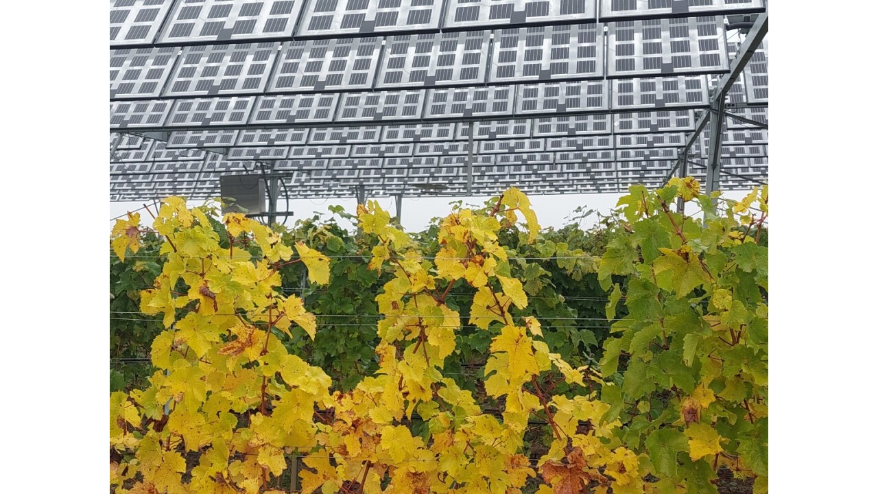 Agri-Photovoltaik im bestehenden Weinanbau Geisenheim