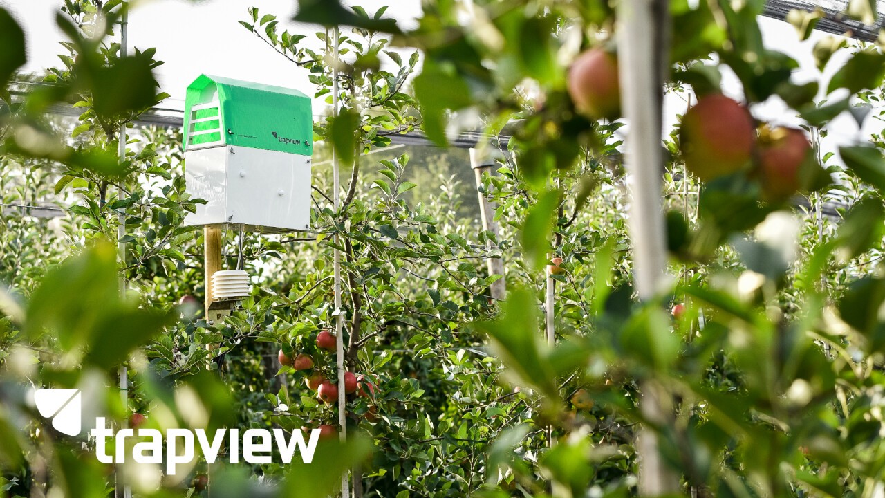 Trapview – Delta SLIT SCM Falle im Apfelgarten – Trapview – KI-basierte Lösung für die Überwachung und Vorhersage von Apfelinsekten