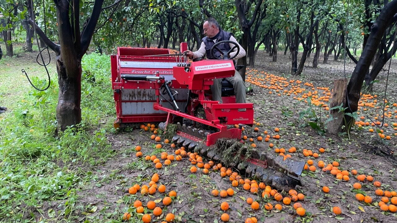 picking oranges for juice