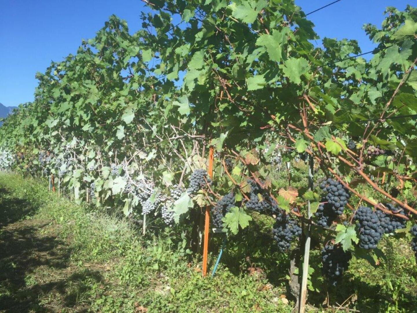 Reihen von Weinstöcken mit reifen, dunkelvioletten Trauben, die unter grünen Blättern hängen, erstrecken sich über einen sonnigen Weinberg mit blauem Himmel im Hintergrund.