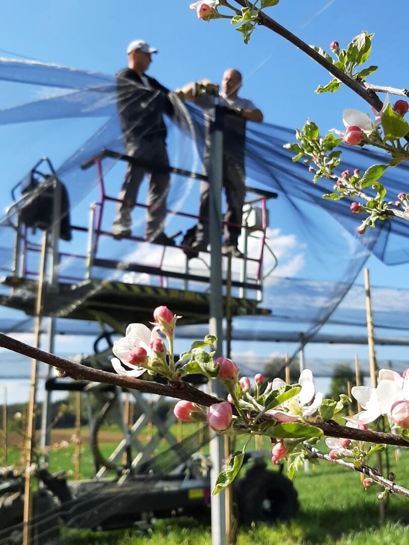 Zwei Personen stehen auf einer erhöhten Plattform und bringen Netze über einem Feld an. Im Vordergrund sind Apfelbaumzweige mit rosa und weißen Blüten zu sehen, die im Kontrast zu den verschwommenen Arbeitern und dem blauen Himmel im Hintergrund stehen.