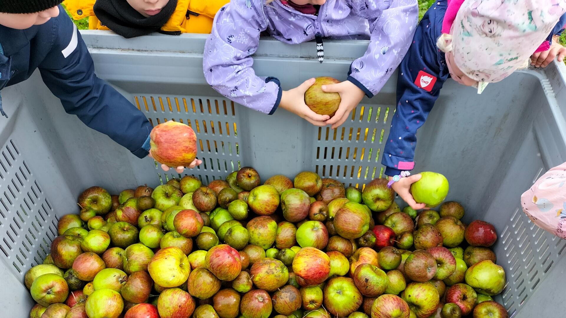 Kinder in bunten Jacken und Hüten versammeln sich um eine große Plastikkiste, die mit roten und grünen Äpfeln gefüllt ist, und jedes Kind hält einen Apfel in der Hand oder greift danach.