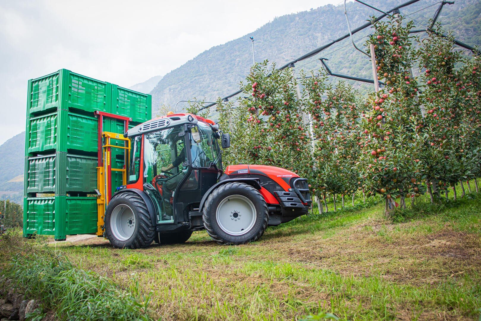 A red tractor with a forklift lifts green crates near rows of apple trees in an orchard, the mountains can be seen in the background.