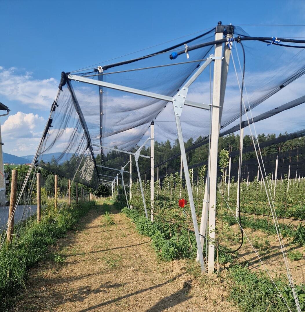 Eine Netzstruktur beschattet Reihen von Jungpflanzen auf einem Feld. Metall- und Holzstützen sowie Bewässerungsrohre sind zu sehen, umgeben von grünem Gras und Bäumen unter einem blauen Himmel.