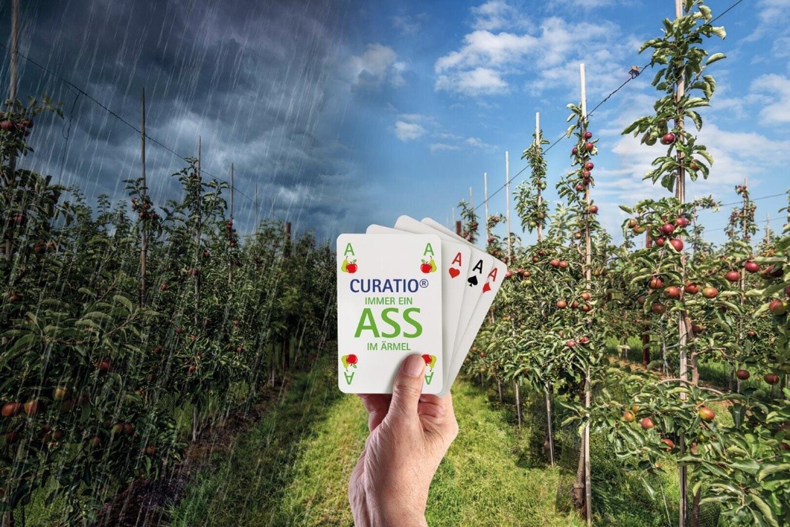 A hand holds four aces, each labeled "Curatio", in an apple orchard. The left side of the orchard is gloomy and rainy, while the right side is sunny and bears healthy apples.