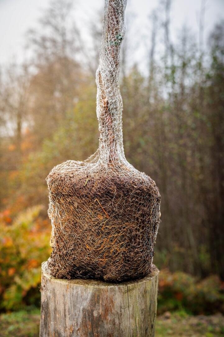A young tree with a root ball wrapped in burlap and chicken wire sits on a tree stump, ready for planting. The background is blurred with autumn-colored foliage and trees.