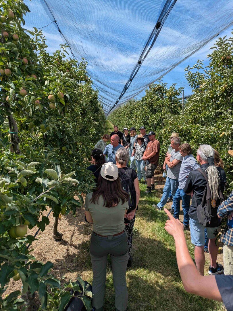 A group of people stand in an orchard under a net and listen to a speaker between rows of apple trees on a sunny day. Most of them are dressed casually and are watching the speaker in the middle.