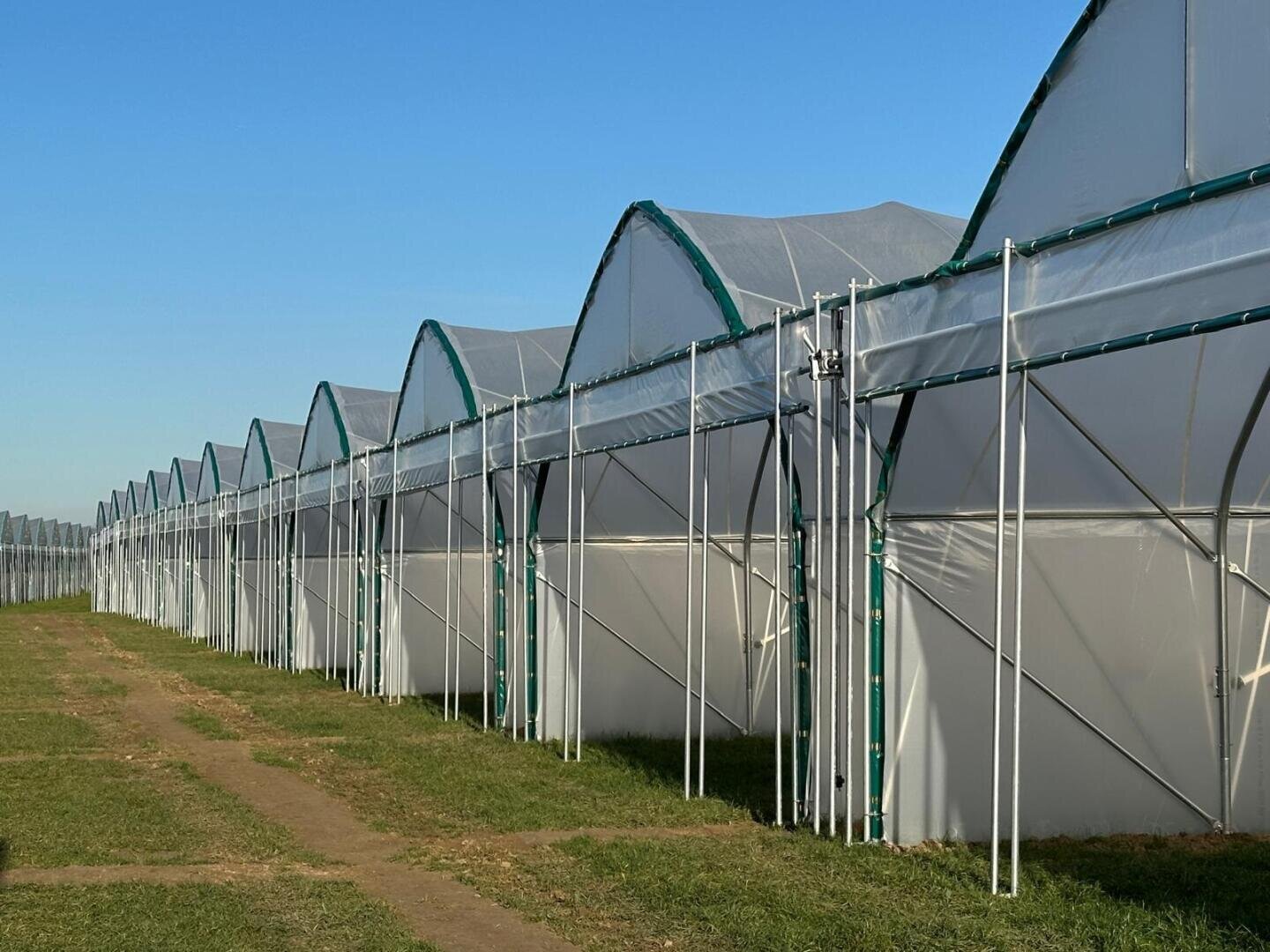 A row of white, domed greenhouses with transparent roofs stands on a meadow under a clear blue sky. The greenhouses stretch into the distance and form parallel lines.