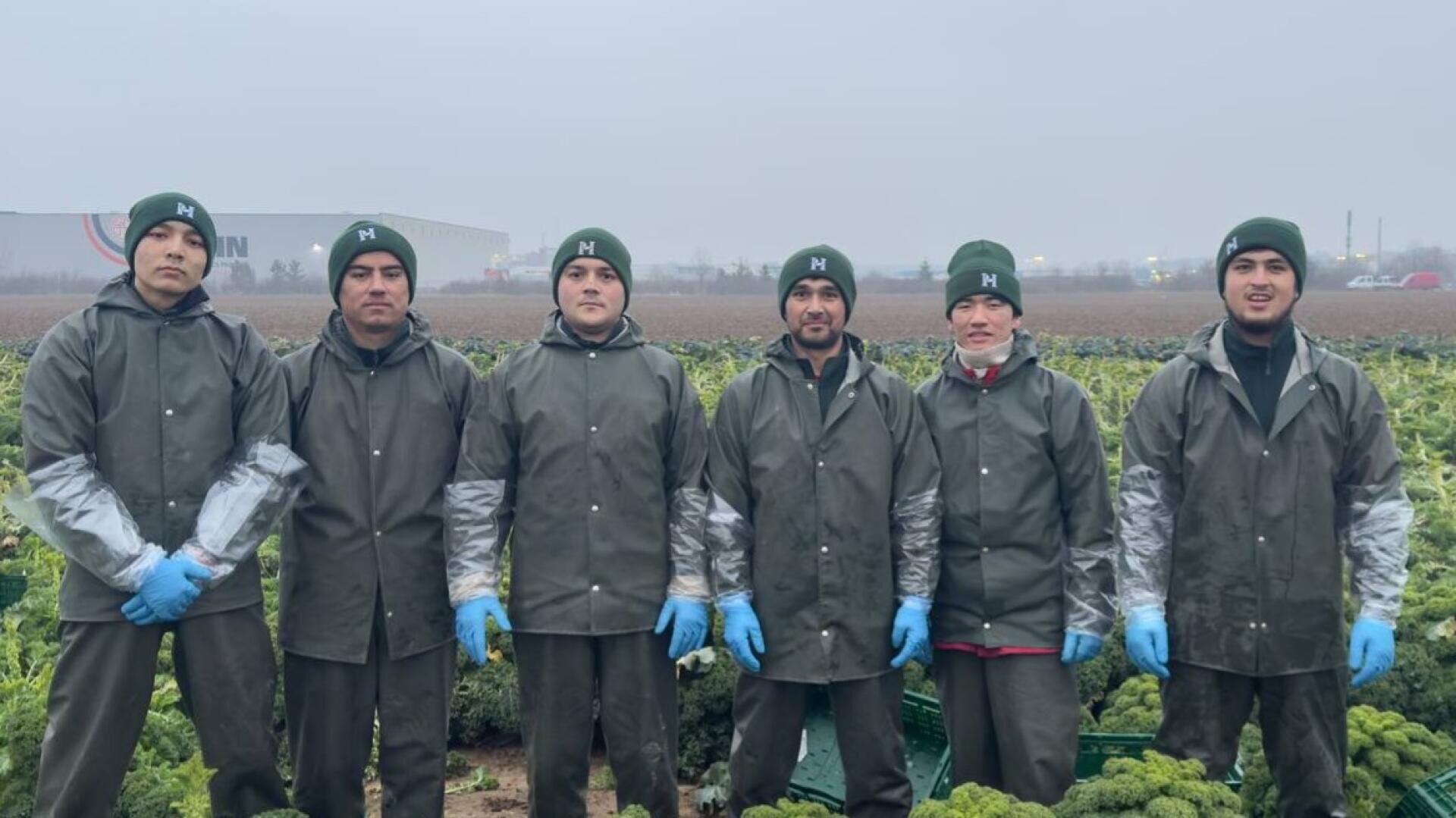 Six workers wearing green coats, green hats, and blue gloves stand side by side in a foggy field, surrounded by leafy crops. Industrial buildings and vehicles are visible in the background.