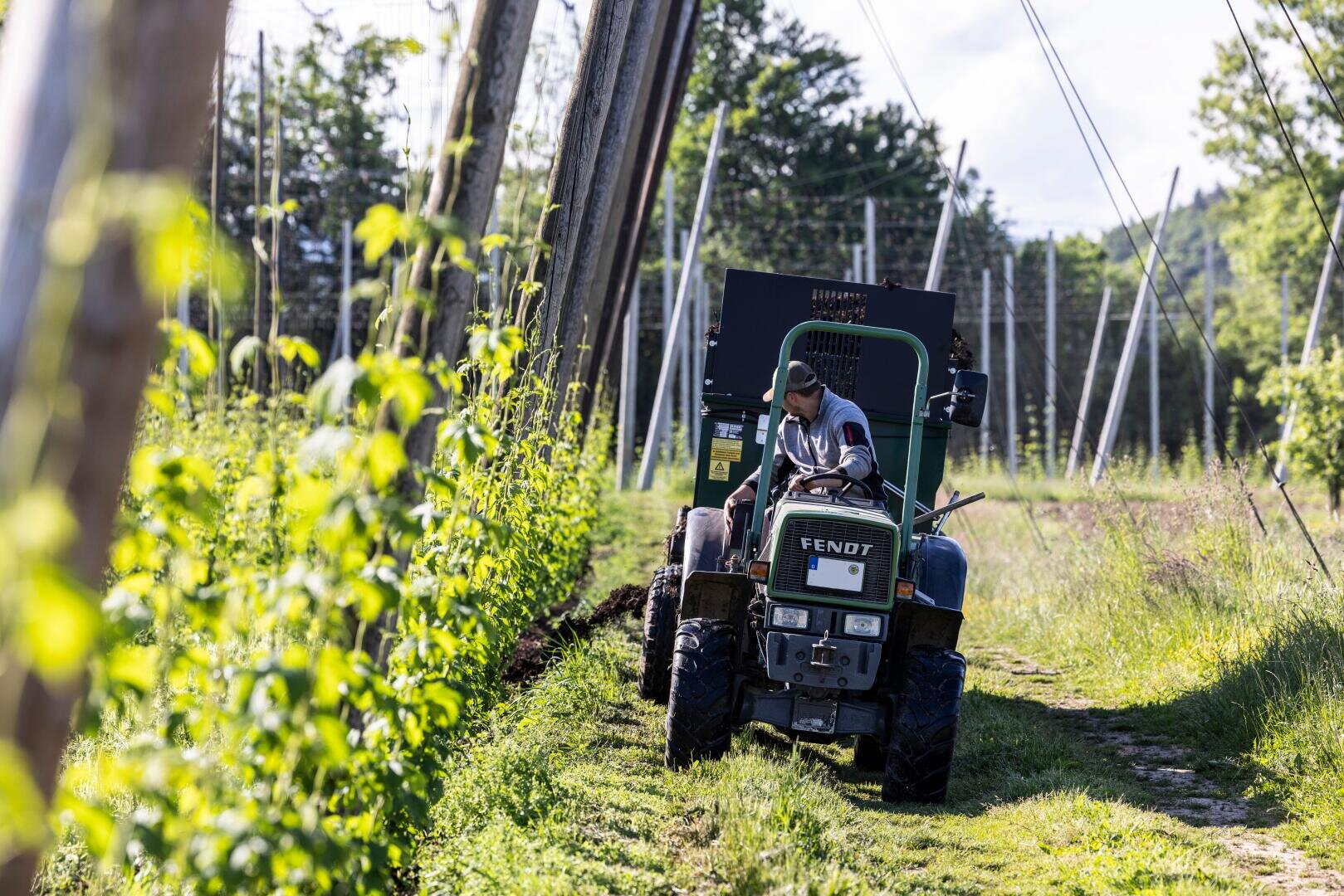 A person drives a green tractor along a row of tall, leafy plants in a sunlit field, while poles and wires support the plants in the background.