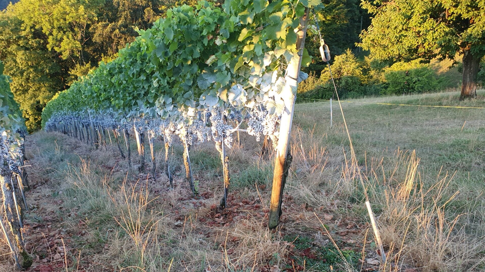 Eine Reihe von Weinstöcken mit schweren Trauben wächst auf einem grasbewachsenen Hügel, der von goldenem Sonnenlicht erhellt wird, mit Bäumen und Grünpflanzen im Hintergrund.