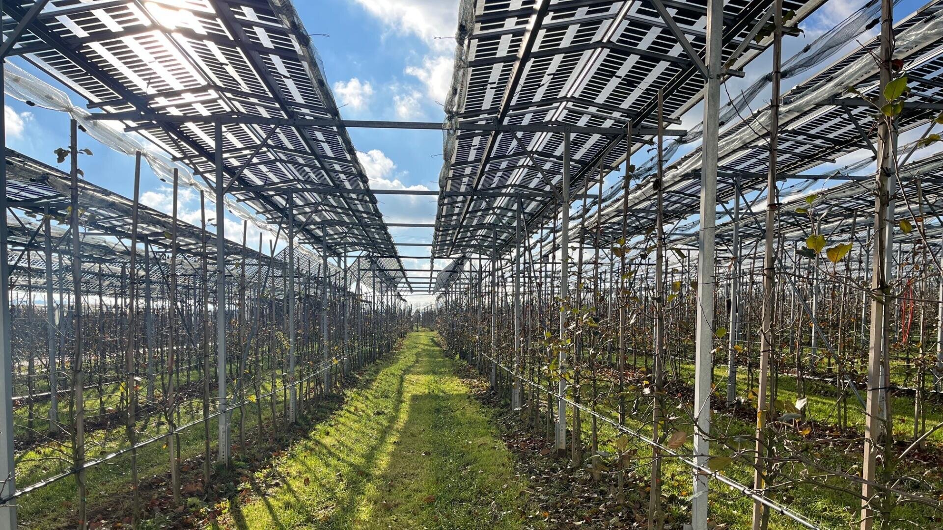 Auf einem Feld wachsen Reihen von Feldfrüchten unter aufgeständerten Sonnenkollektoren. Das Sonnenlicht fällt durch die Kollektoren und wirft Schatten auf den grasbewachsenen Weg zwischen den Pflanzen. Darüber sind blauer Himmel und Wolken zu sehen.