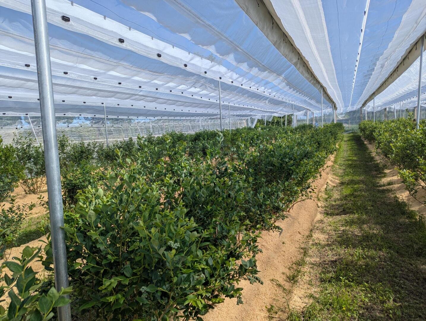 Rows of green shrubs grow under a large protective white net canopy in a field, with sunlight filtering through the net and grassy paths between the rows.