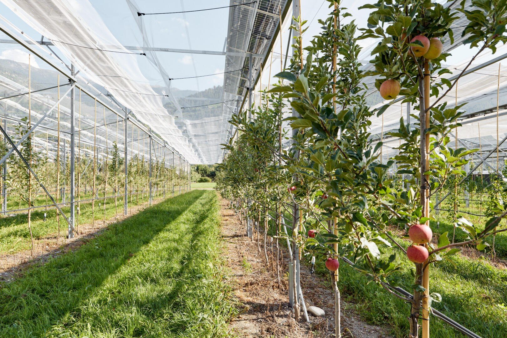 Reihen von Apfelbäumen in einer Obstplantage unter Schutznetzen, mit grünem Gras zwischen den Reihen und Sonnenlicht, das Schatten auf den Boden wirft. Einige Bäume tragen reife rote Äpfel.