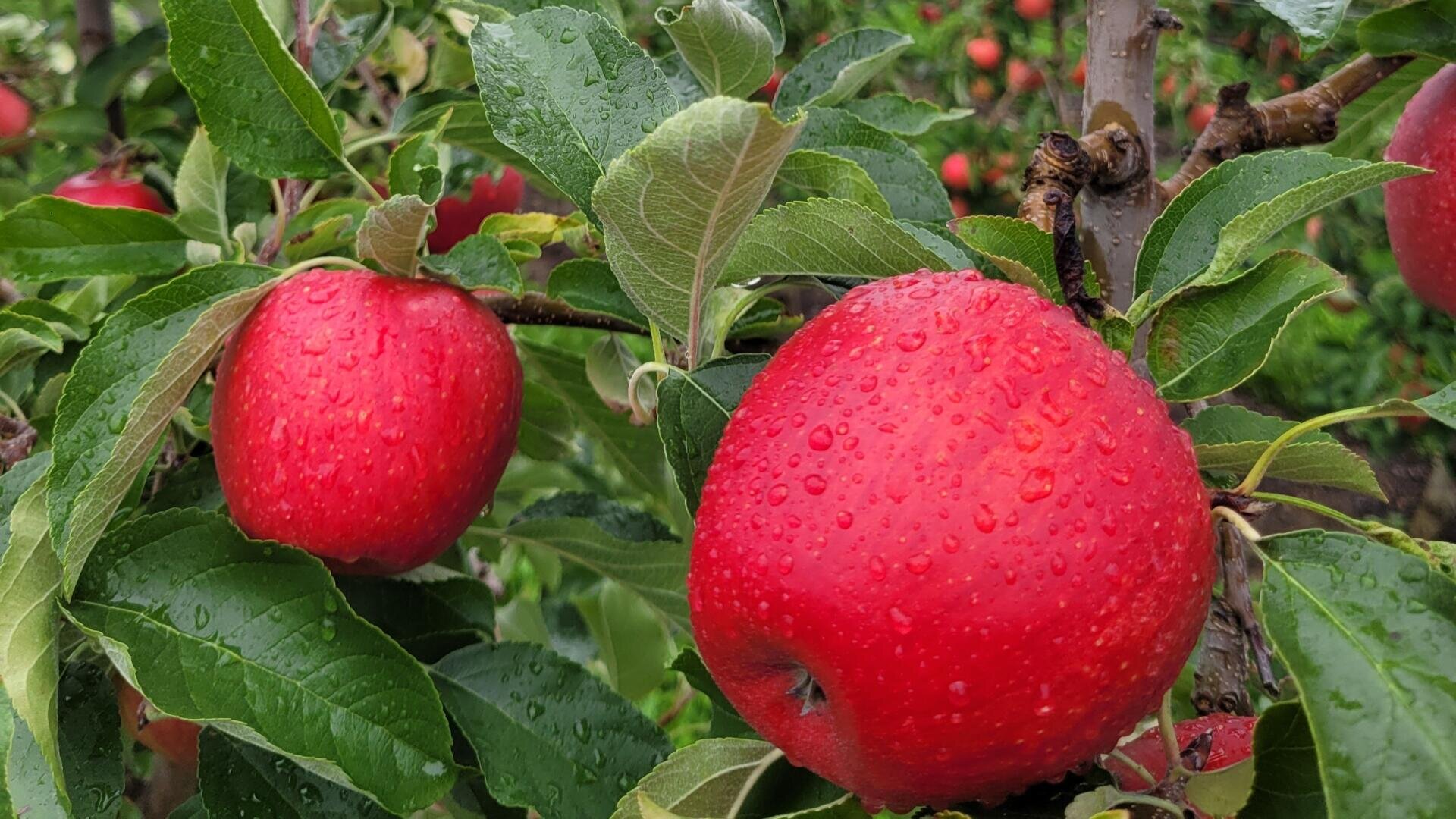 Nahaufnahme von zwei leuchtend roten Äpfeln, die an einem Ast hängen und mit Wassertropfen bedeckt sind. Grüne Blätter umgeben die Äpfel, und im unscharfen Hintergrund sind weitere Äpfel zu sehen.