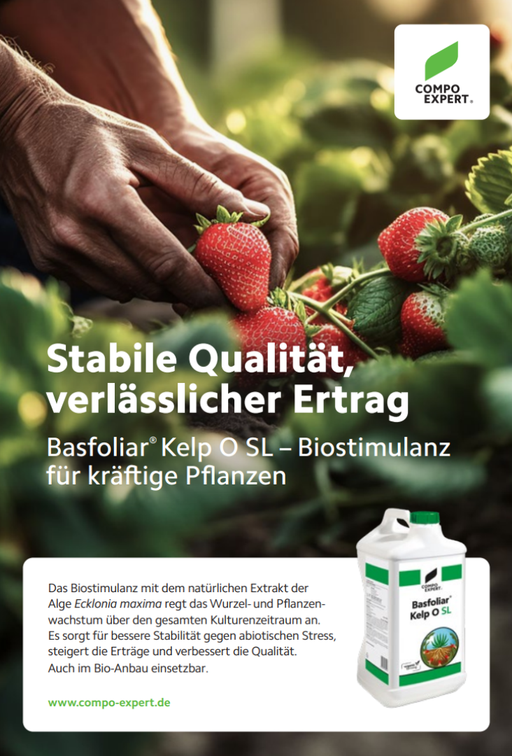 Eine Person erntet reife Erdbeeren in einem Gewächshaus. Im Vordergrund ist ein weißer Behälter mit dem Biostimulans Basfoliar Kelp O SL zu sehen, im Hintergrund Erdbeeren und grüne Blätter. Der deutsche Text beschreibt die Produktvorteile.