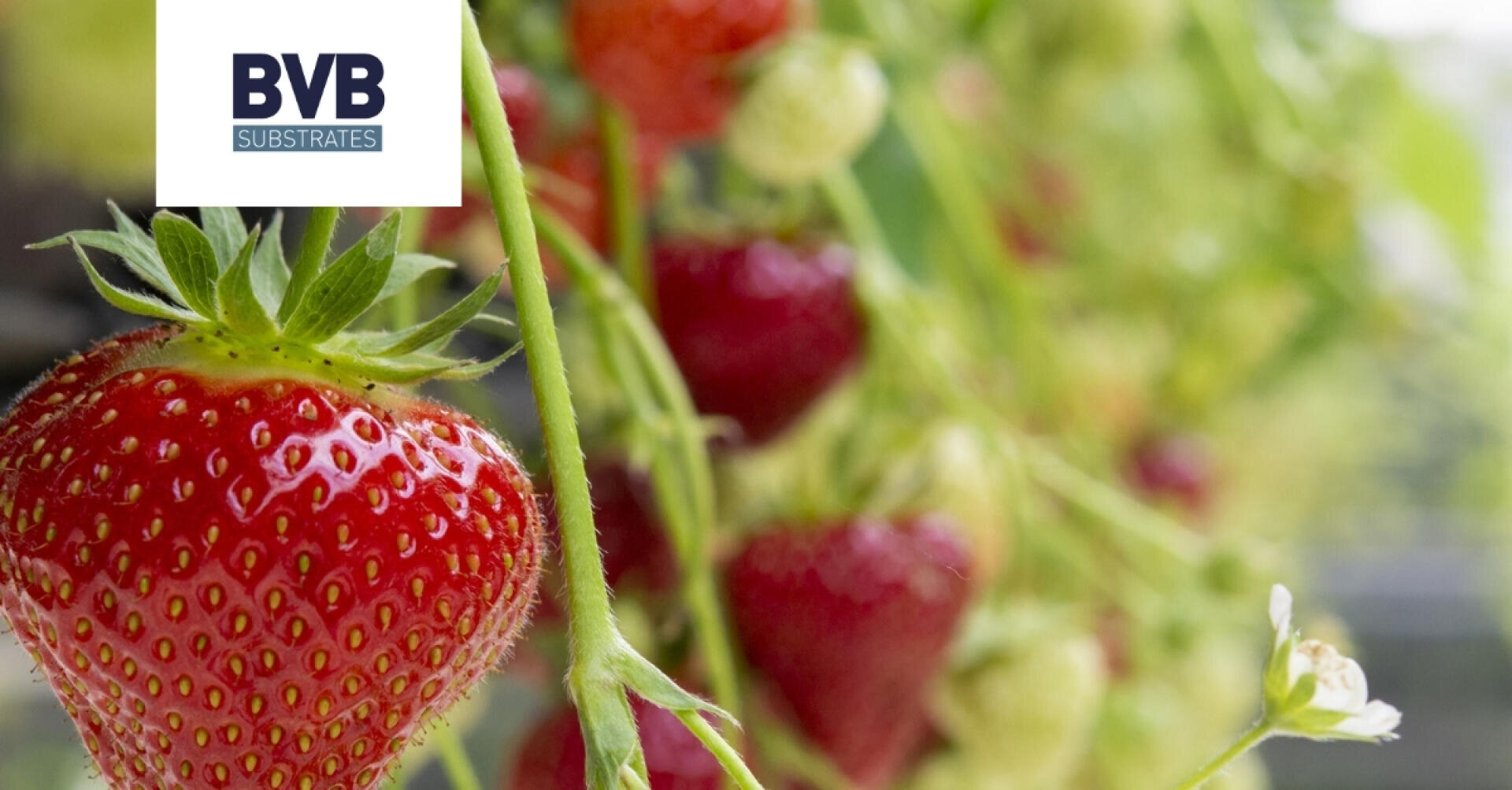 Close-up of ripe red strawberries growing on green stems, with leaves and blurred unripe strawberries in the background. The BVB Substrates logo appears in the top left corner.
