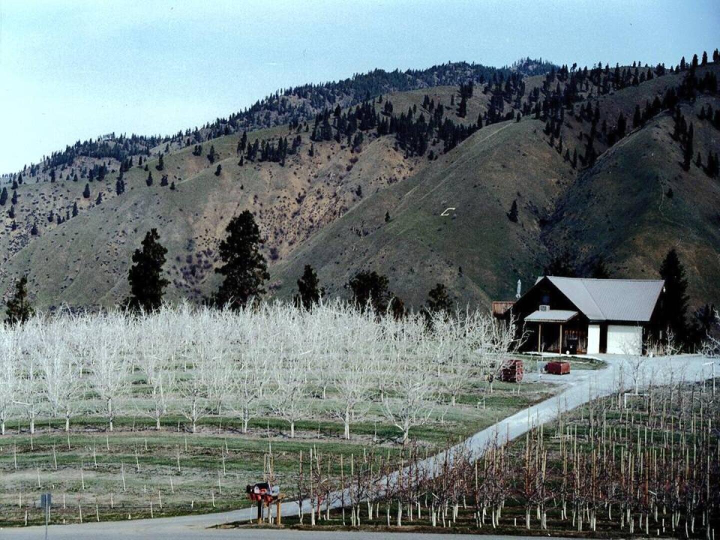 Eine ländliche Szene mit einem Bauernhaus neben blattlosen Obstbäumen, umgeben von sanften Hügeln und vereinzelten Kiefern. Eine gepflasterte Straße schlängelt sich durch das Anwesen, an dessen Eingang zwei Pferde und eine Person zu sehen sind.