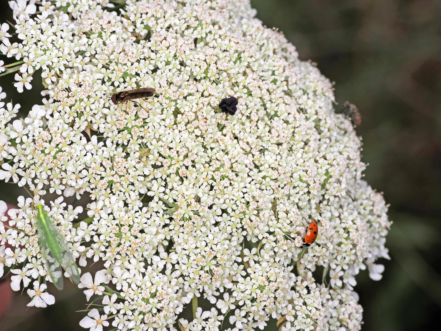 Eine Nahaufnahme eines Büschels kleiner weißer Blüten mit einer Schwebfliege, einem kleinen schwarzen Insekt und einem roten Marienkäfer auf den Blütenblättern. Der Hintergrund ist unscharfes grünes Laub.