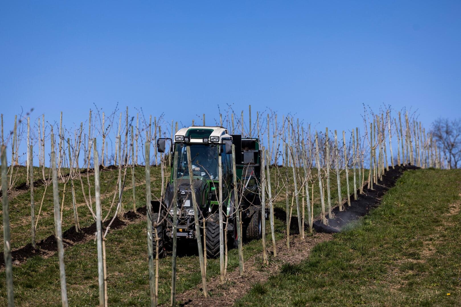 A tractor drives between rows of young trees planted on a grassy hillside under a blue sky, with soil mounded around the base of each tree.