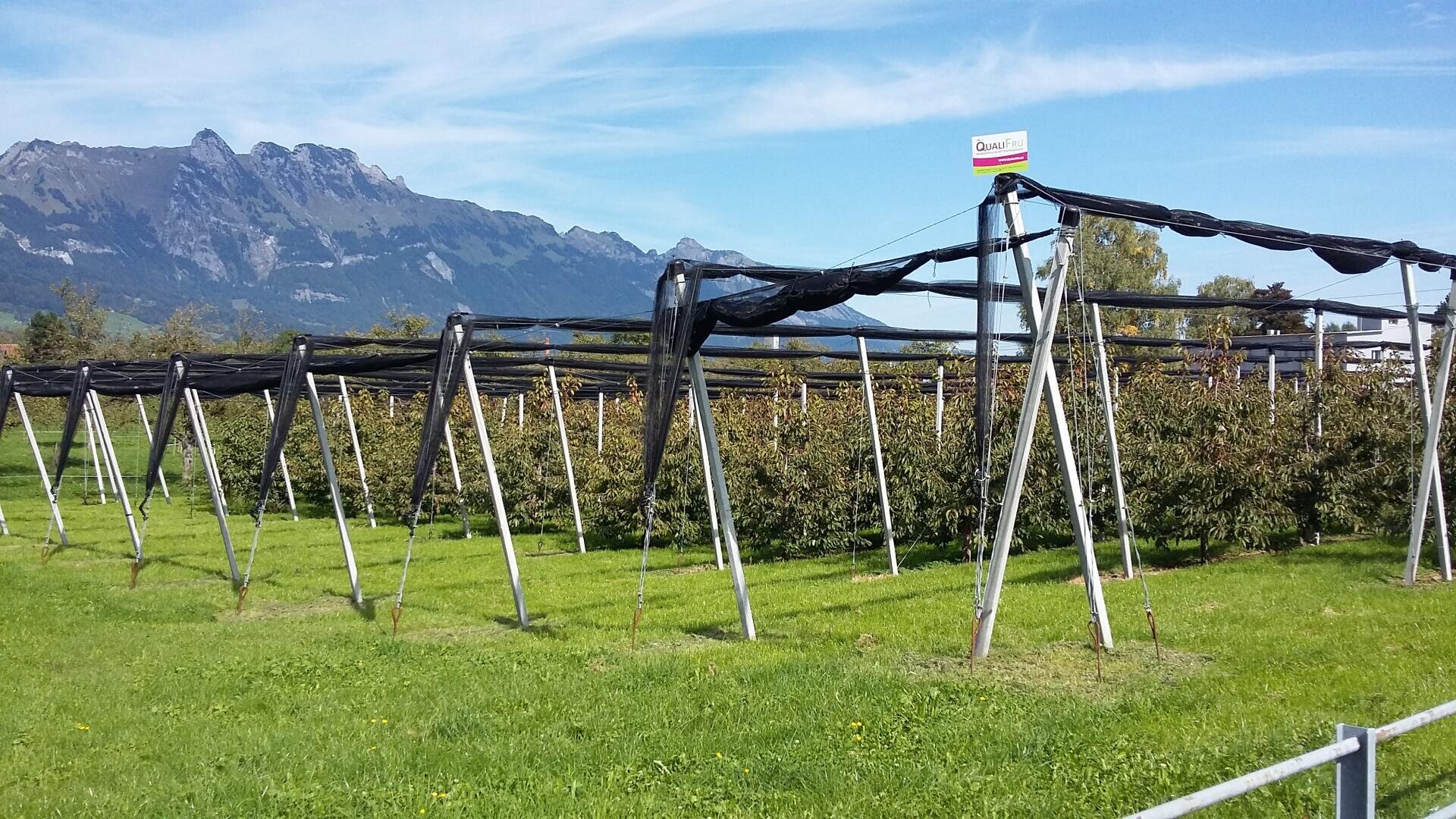 Reihen von Obstbäumen werden von Metallstangen gestützt und sind mit schwarzem Netz in einem grünen Obstgarten bedeckt, mit Bergen und einem blauen Himmel im Hintergrund. An einem Pfahl über den Bäumen ist ein Schild angebracht.