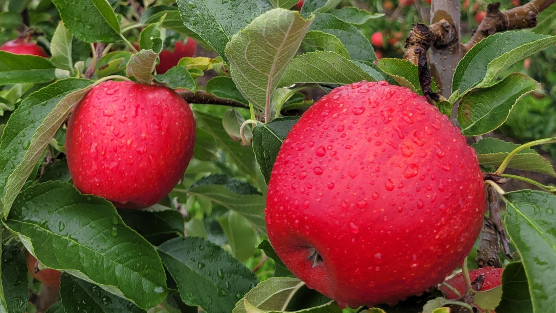 Zwei leuchtend rote, mit Wassertropfen bedeckte Äpfel hängen an einem belaubten Ast, der von grünen Blättern umgeben ist.