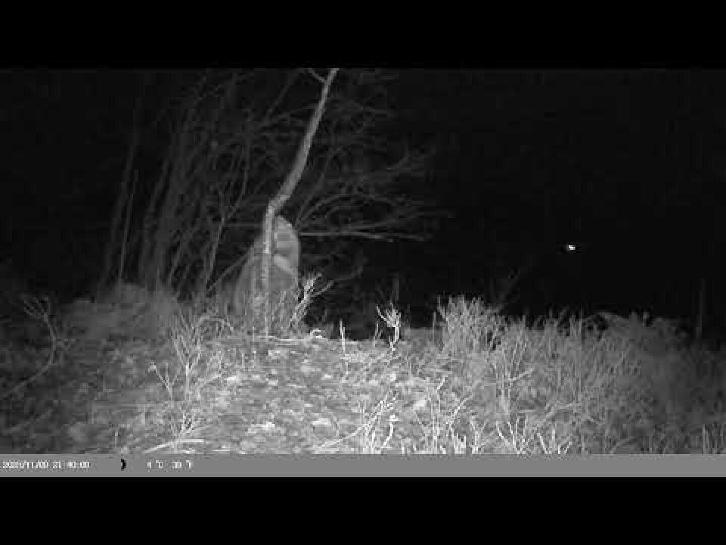 Black and white night shot from a surveillance camera showing a bear standing on its hind legs near a slender tree, surrounded by grass and leafless bushes. The sky is dark with a small bright spot in the distance.
