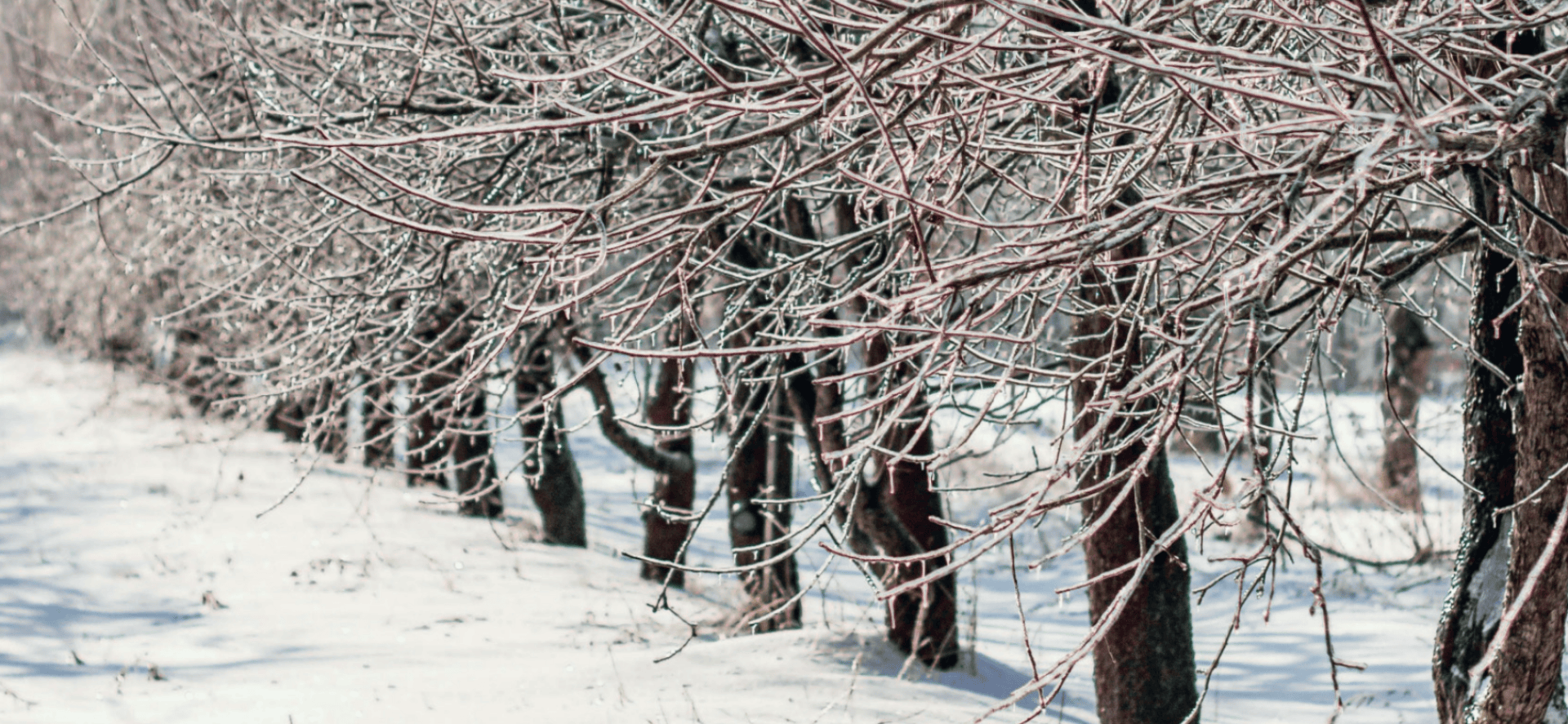 Eine Reihe von blattlosen, mit Eis bedeckten Bäumen steht in einer verschneiten Landschaft, deren Zweige im kalten Wintersonnenlicht glitzern. Der Schnee bedeckt den Boden und schafft eine heitere, frostige Szene.