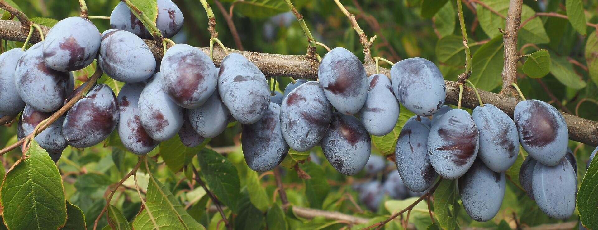 A branch with clusters of ripe, oval blue plums hanging between green leaves.