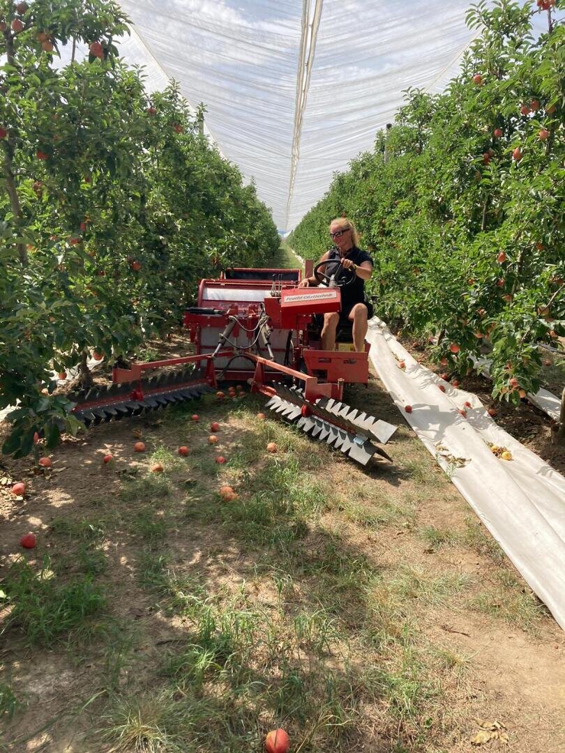 Eine Person bedient eine rote Erntemaschine zwischen Reihen von Obstbäumen in einer Obstplantage. Abgefallene Früchte liegen auf dem Boden, und ein weißes Netz ist schattenspendend über den Bäumen drapiert.
