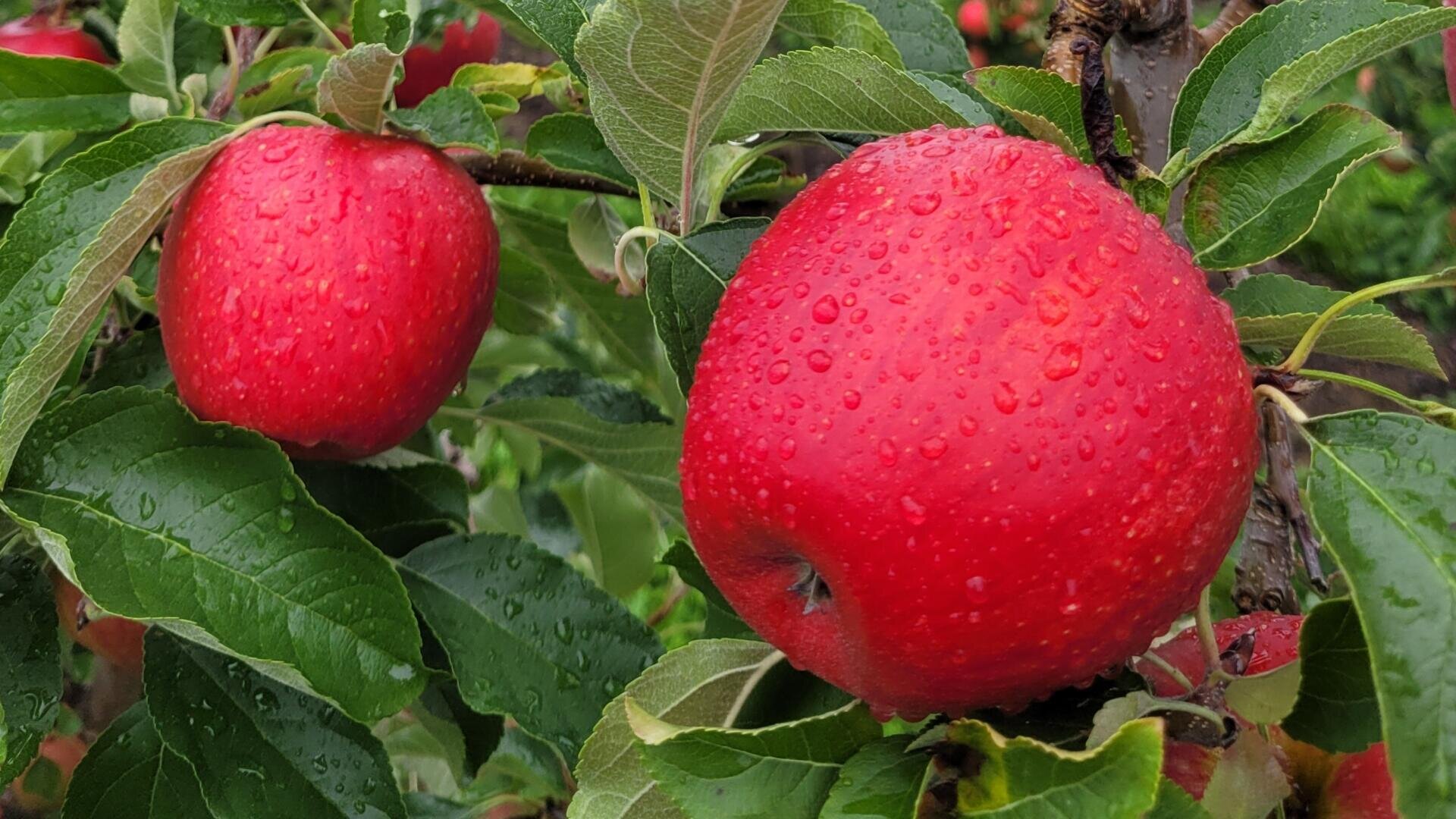 Nahaufnahme von zwei leuchtend roten, mit Wassertropfen bedeckten Äpfeln, die an einem von grünen Blättern umgebenen Baumzweig hängen.