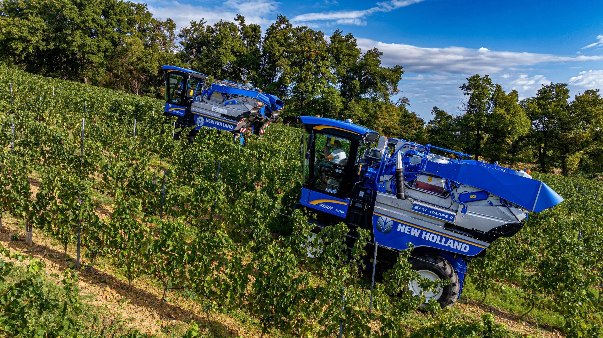 Zwei blaue New Holland Traubenerntemaschinen bewegen sich durch die Reihen eines grünen Weinbergs unter blauem Himmel, mit hohen Bäumen im Hintergrund.