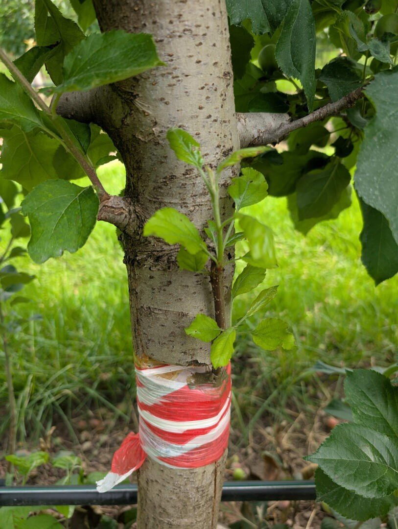 A small green shoot grows from the trunk of a tree wrapped in red and white striped ribbon, surrounded by lush green grass and foliage.