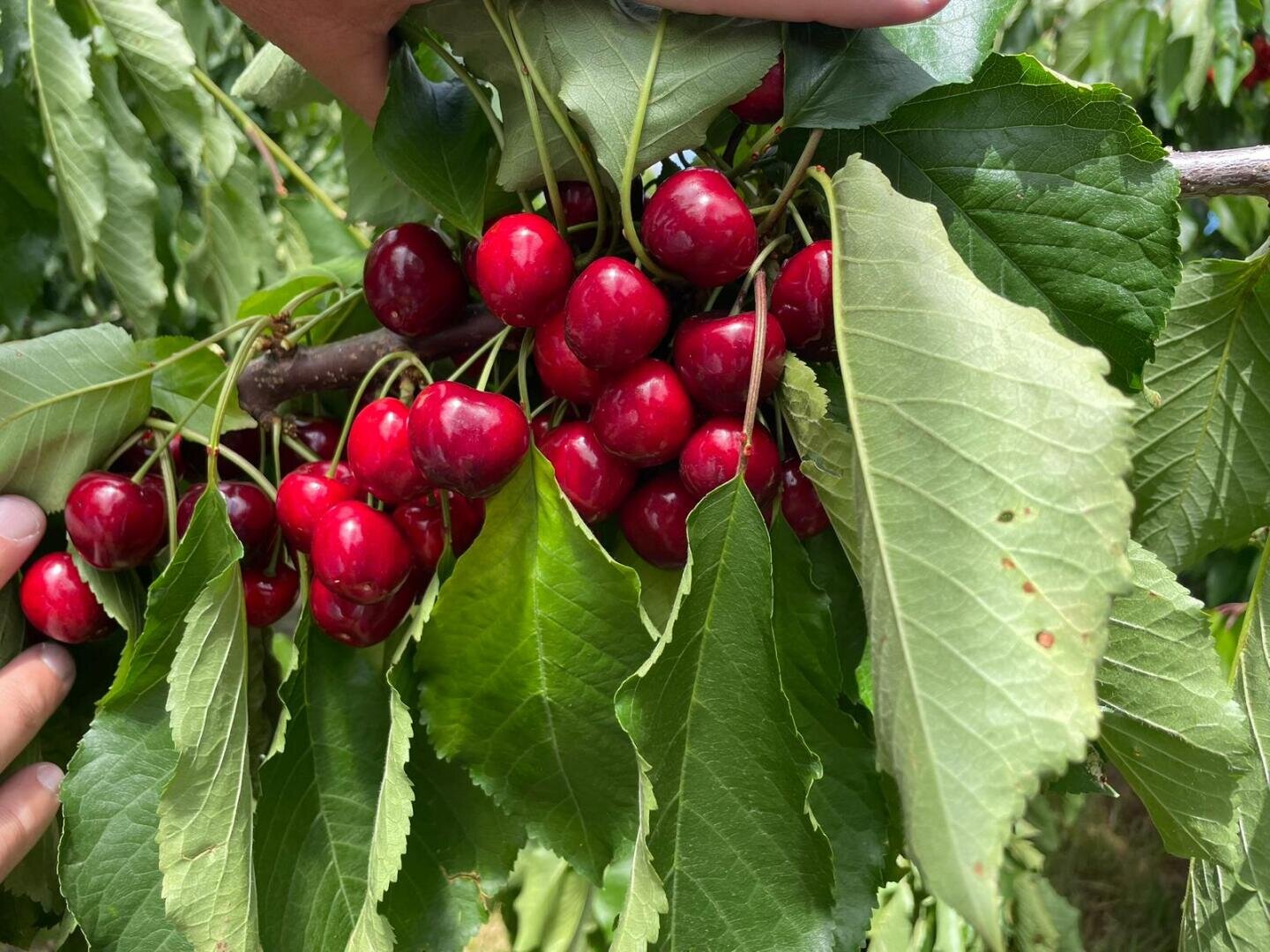 Ripe, red cherries hang from a branch surrounded by large, green leaves. Some hands can be seen gently holding the branch.