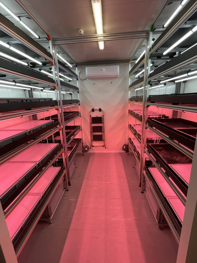 Metal shelves with pink LED grow lights line both sides of a clean, air-conditioned interior. An air conditioning unit is located on the rear wall above a stepladder. The shelves are empty and ready for use.