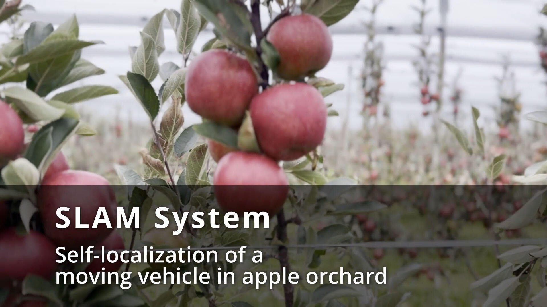 A close-up of red apples growing on a branch in an orchard, with the text: SLAM system. Self-localization of a moving vehicle in an apple orchard superimposed on the image.