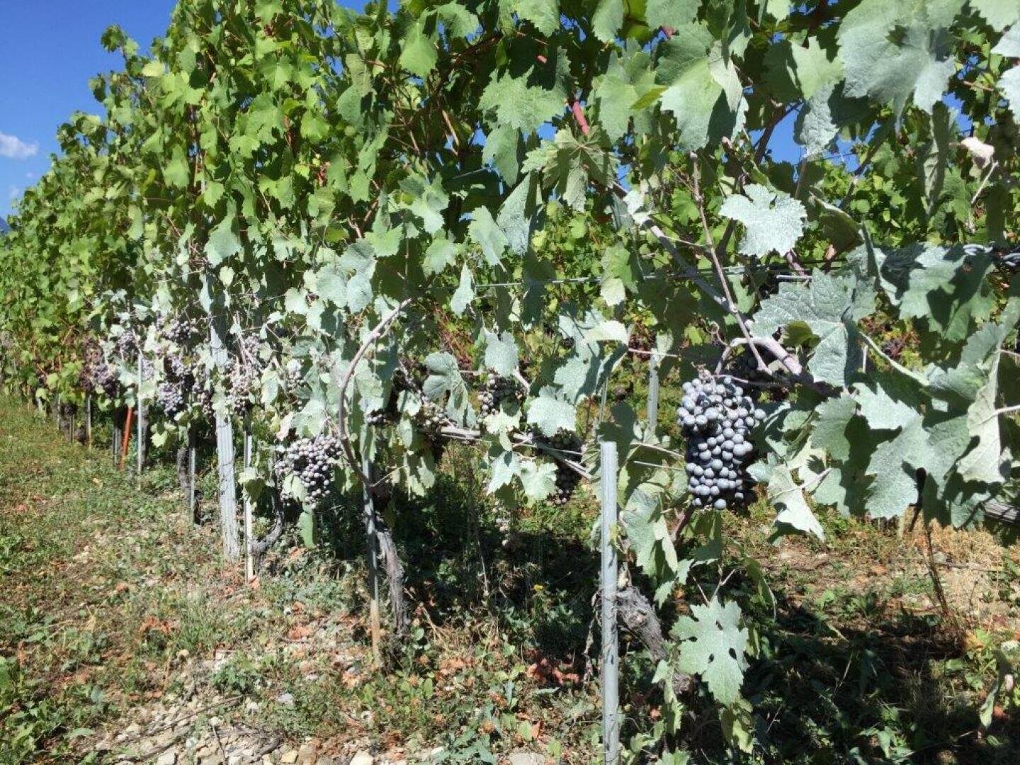 Reihen von Weinstöcken mit dunkelvioletten Trauben, die unter grünen Blättern hängen, wachsen in einem sonnigen Weinberg mit einem klaren blauen Himmel im Hintergrund.