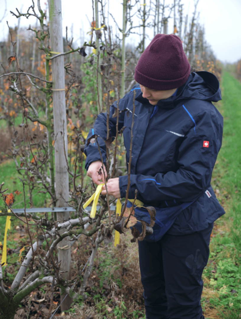 Eine Person in einer dunklen Jacke und einer kastanienbraunen Mütze bindet an einem bewölkten Tag ein gelbes Band um den Ast eines Baumes in einem Obstgarten.