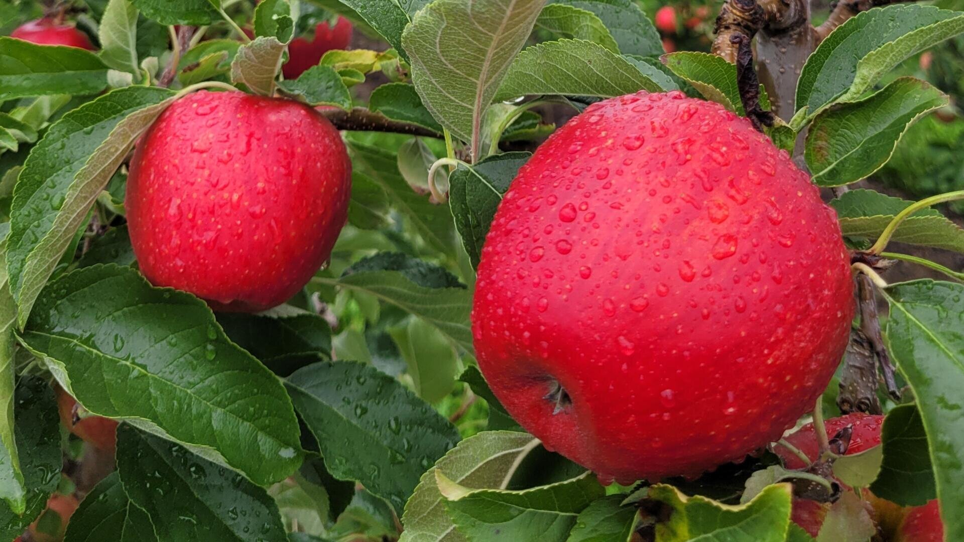 Nahaufnahme von zwei leuchtend roten Äpfeln, die an einem Ast hängen, bedeckt mit Wassertropfen, umgeben von üppigen grünen Blättern.