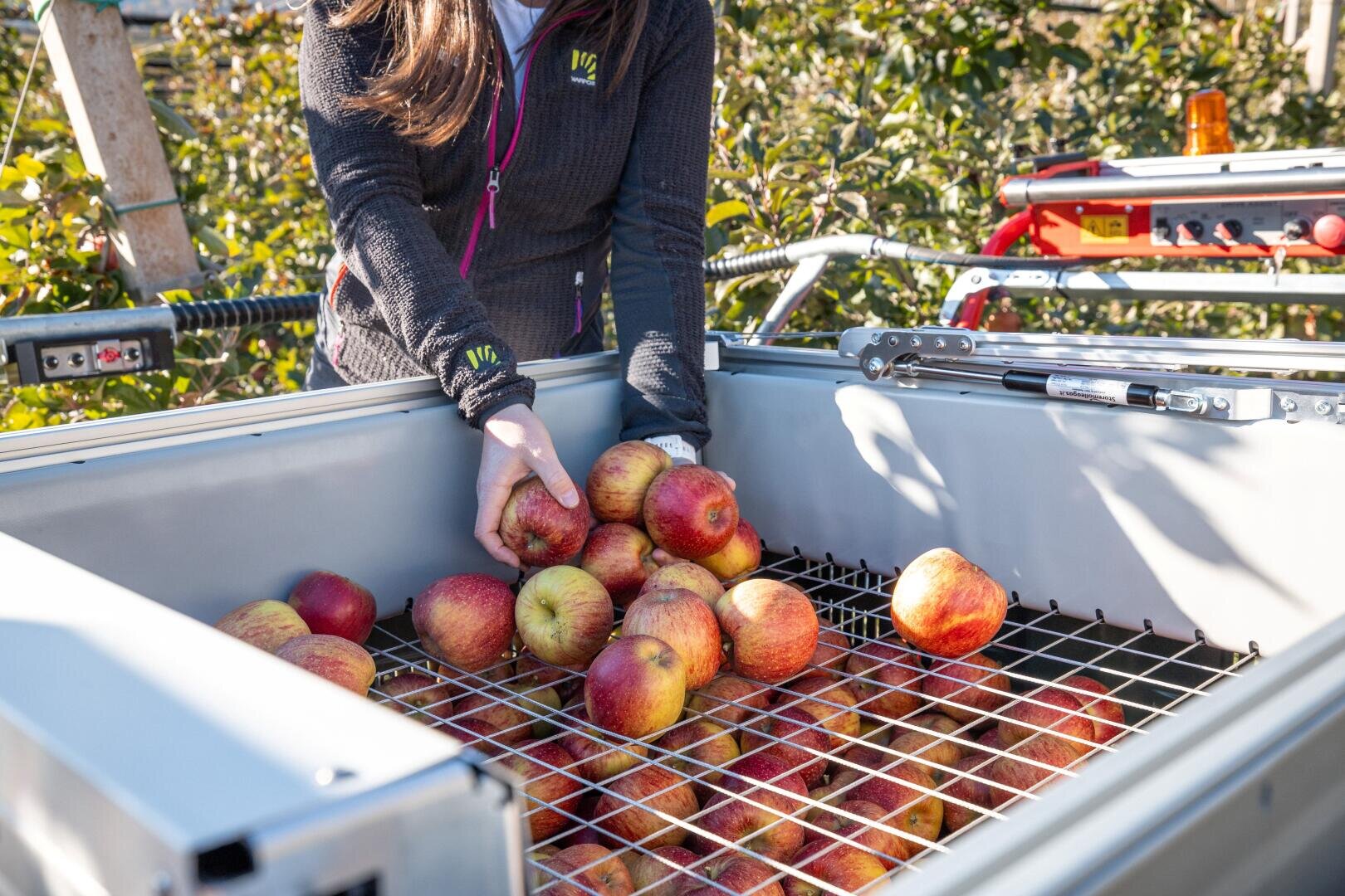 Eine Person legt frisch gepflückte Äpfel in einen großen Metallbehälter mit einem Drahtgitter in einer Obstplantage, umgeben von grünem Laub und Apfelbäumen.