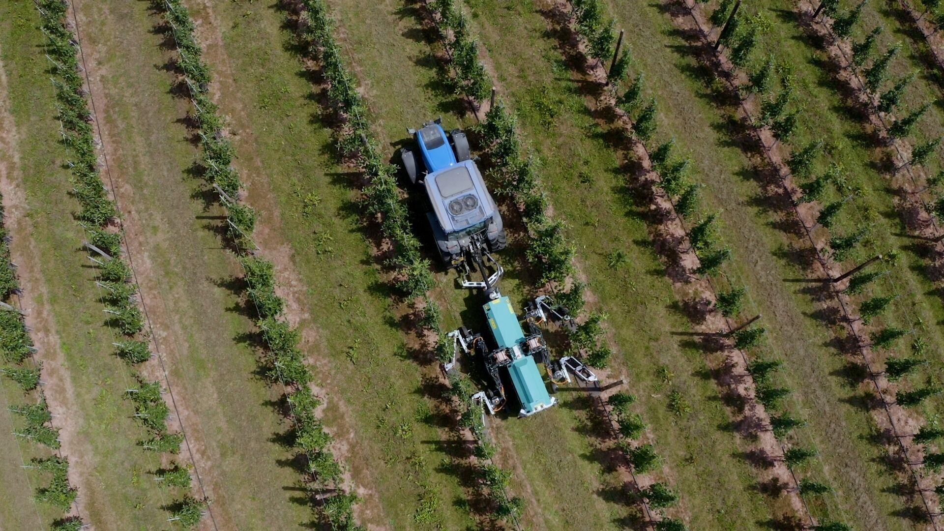 A blue tractor works between the rows of plants in a field, seen from above. The tractor is surrounded by evenly spaced green plants, indicating organized agricultural activity.